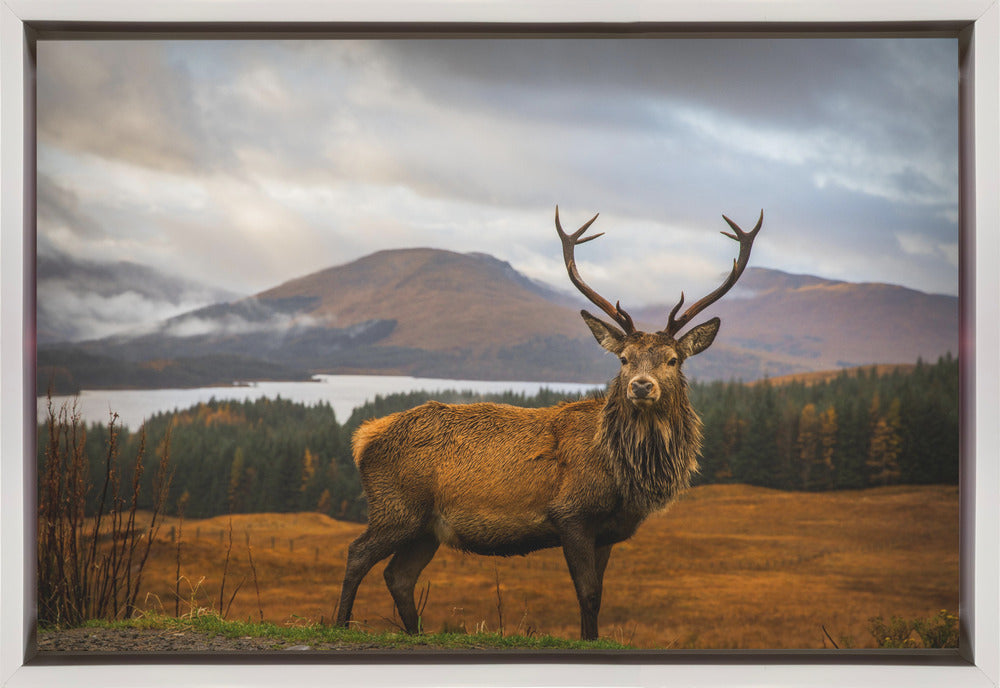 Scottish Stag-1