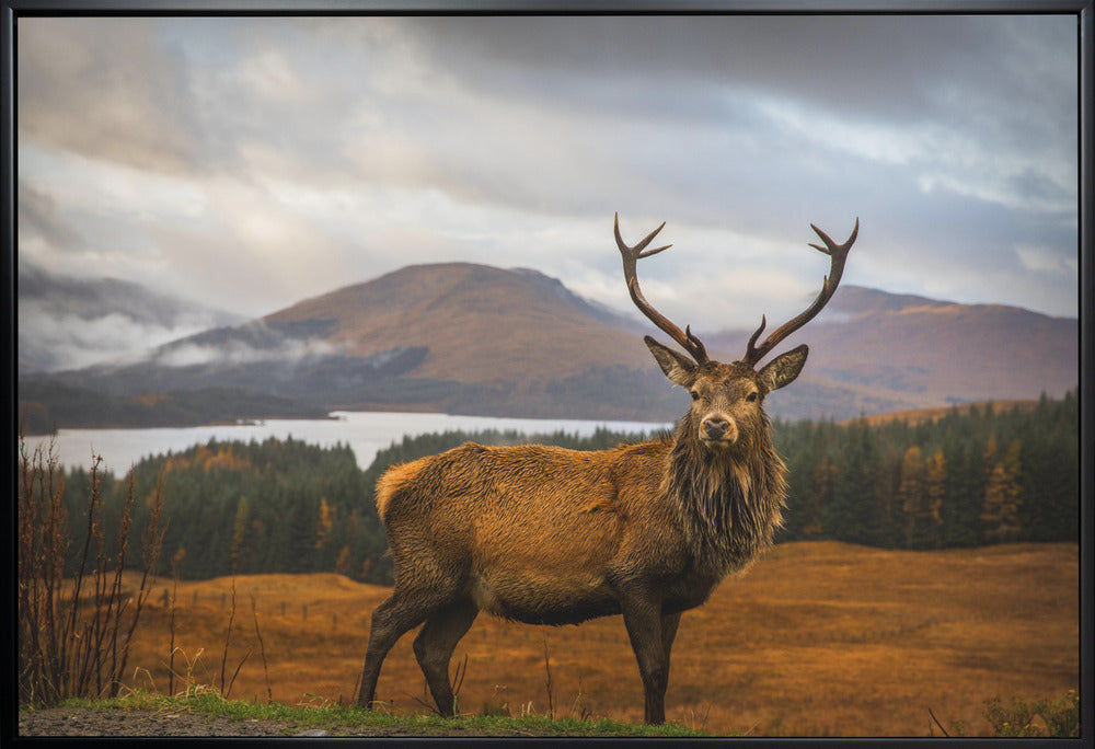 Scottish Stag-2