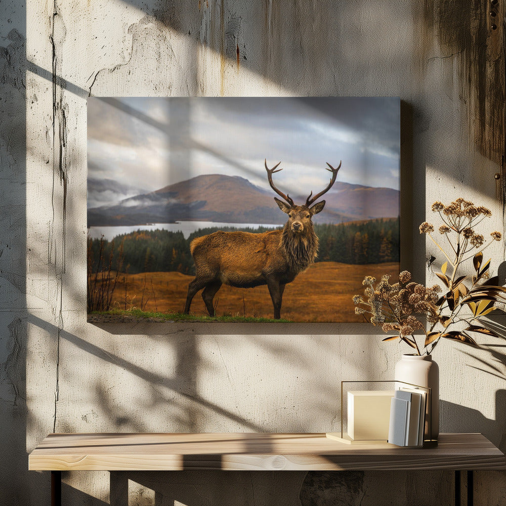 Scottish Stag-4