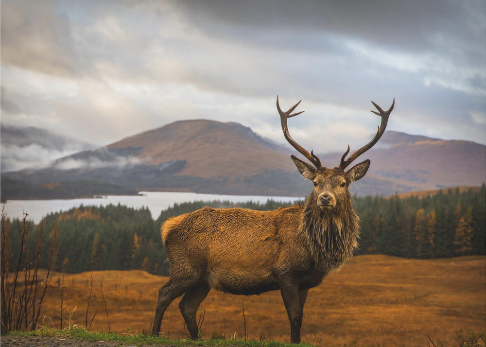 Scottish Stag-3